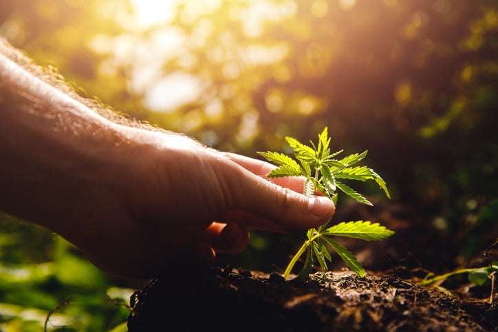 Planting a cannabis plant